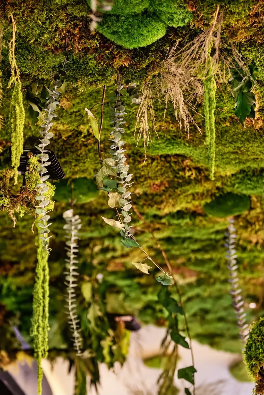 Preserved moss on the ceiling, close up